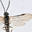 Review of Strongylogaster Dahlbom (Hymenoptera: ...