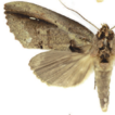 A review of the Neotropical moth genus ...