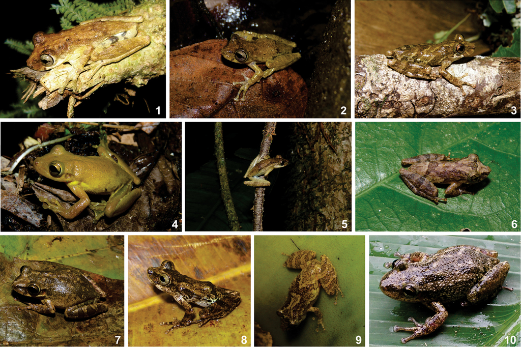 Comparative Analysis Of The Integument Of Different Tree Frog Species From Ololygon And Scinax Genera Anura Hylidae