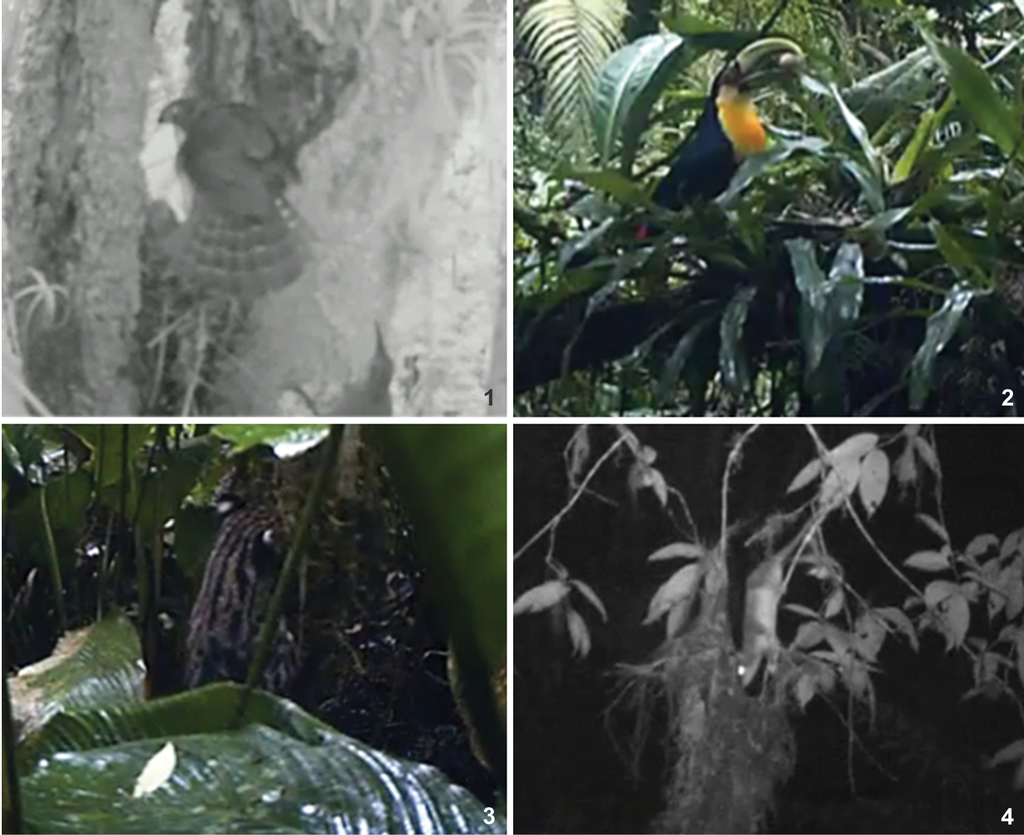 Testing Camera Traps As A Potential Tool For Detecting Nest Predation Of Birds In A Tropical Rainforest Environment,Delonghi Espresso And Coffee Maker